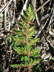 Cheilanthes distans. Abaxial surface of fertile frond showing abundant scales on the rachis and pinna costae.
 Image: L.R. Perrie © Leon Perrie CC BY-NC 3.0 NZ